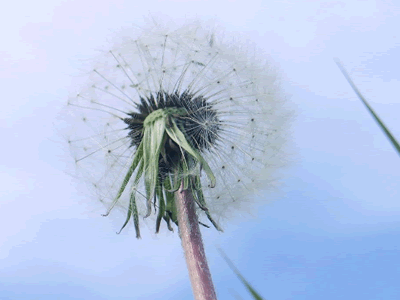 真实灵异事件，祖坟钻出白蛇害死老太全家