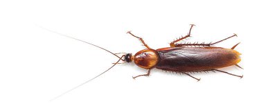 ​蟑螂的寿命是多少时间 蟑螂的寿命多长?
