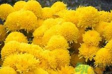用菊花可以去黑眼圈吗?用菊花有效去除黑眼圈的步骤? 用菊花可以去黑眼圈吗?用菊花有效去除黑眼圈的步骤?