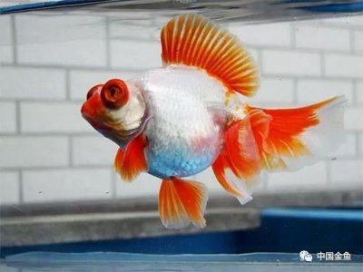 ​十二红，金鱼蝶尾品种中的贵族！