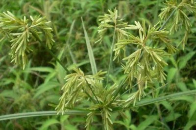 ​水稻田里的野草，农人当作害草拔掉，殊不知价值珍贵，遇见要珍惜
