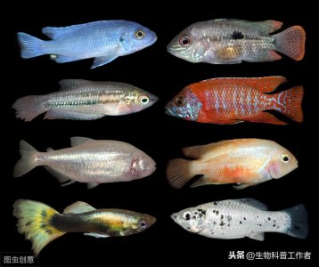 ​鱼有耳朵吗