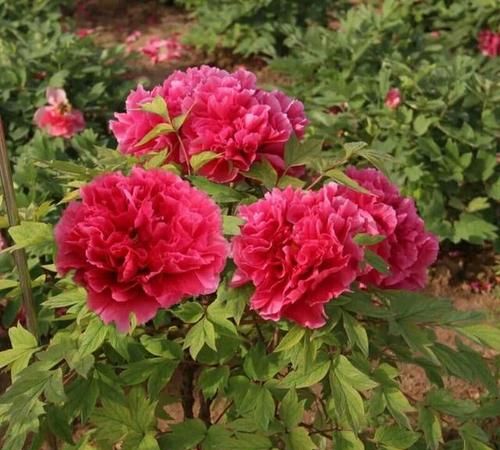 牡丹花的生长规律以及开花时间