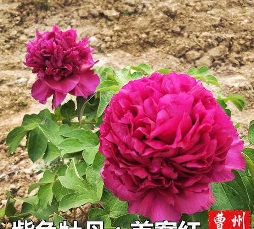 帮我查一下牡丹花从开花到花凋谢多少时间