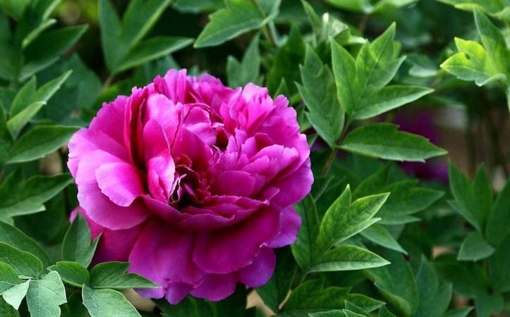 写牡丹花开花时间几点的词语50字