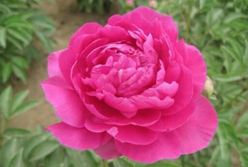 牡丹花在几点开花写一段句子