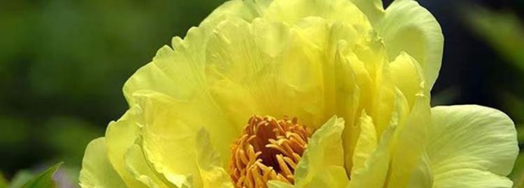 仙人牡丹什么时候开花