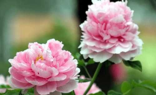 牡丹什么时候长花苞