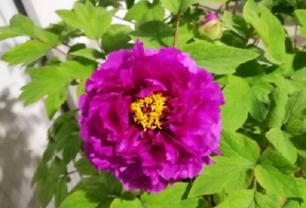 牡丹花每天什么时间开发