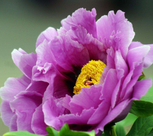 牡丹开花多长时间