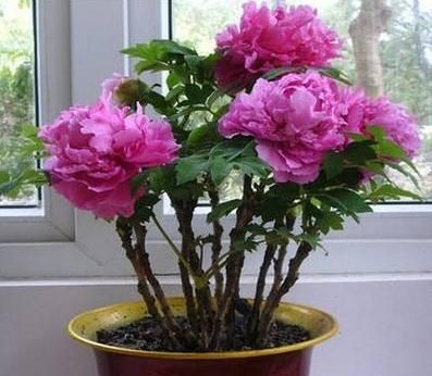 牡丹花开放的顺序