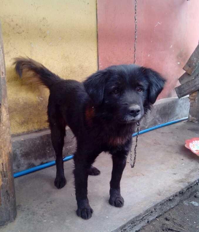 中国四大名猎之一,很多人没有意识此犬的可贵,原生品种日渐减少