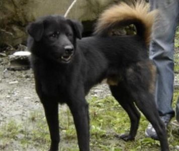 ​中国四大名猎之一，很多人没有意识此犬的可贵，原生品种日渐减少