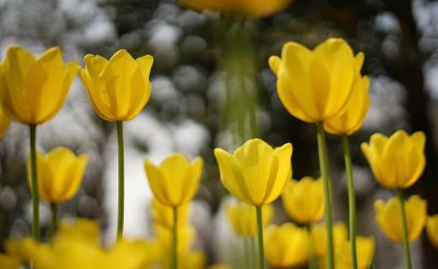 ​郁金香养殖的几种常见问题