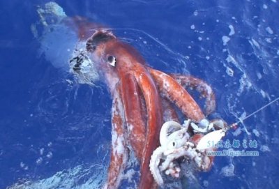 ​大王乌贼VS抹香鲸宿命对决 大王乌贼到底有多大?