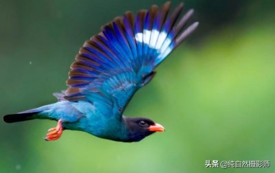 三宝鸟百科知识,中国佛法僧科之一