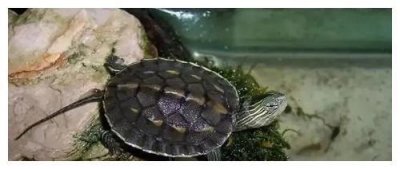 草龟到底是属于深水龟还是浅水龟