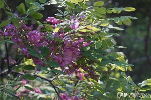 毛刺槐，并不是红色的刺槐