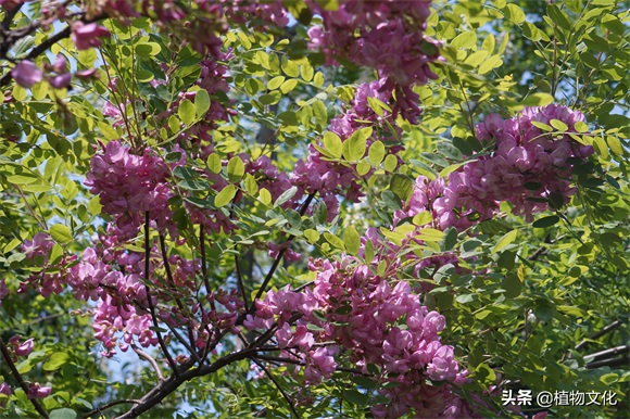 毛刺槐，并不是红色的刺槐