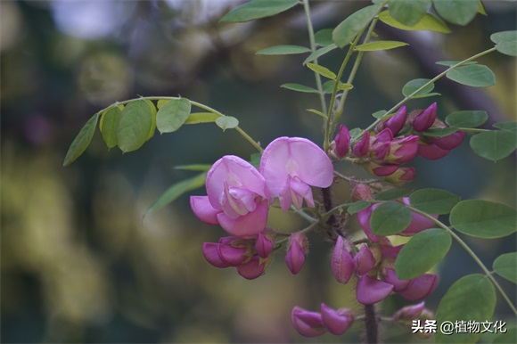 毛刺槐，并不是红色的刺槐