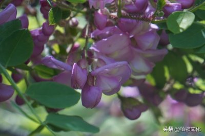 毛刺槐,并不是红色的刺槐