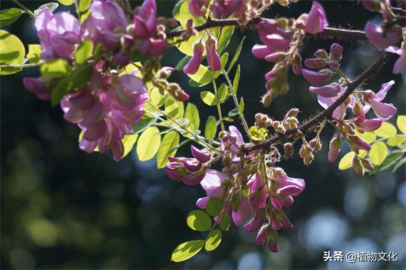 毛刺槐，并不是红色的刺槐