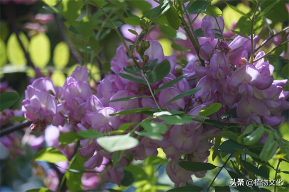 毛刺槐，并不是红色的刺槐