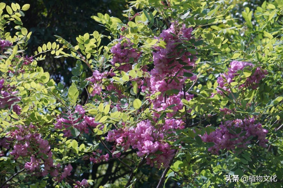 毛刺槐，并不是红色的刺槐