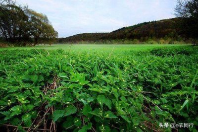 农村中随处可见的荨麻草,你见过吗?