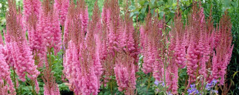 落新妇的养殖方法和注意事项地栽(图1)