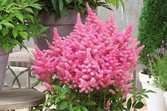 落新妇的养殖方法和注意事项地栽(图3)