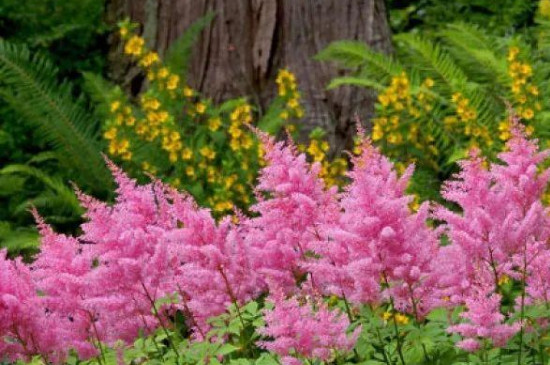 落新妇的养殖方法和注意事项地栽(图4)