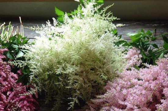 落新妇的养殖方法和注意事项地栽(图2)