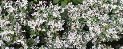 ​雪花木的养殖方法和注意事项