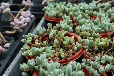 ​碧玉莲的养护方法