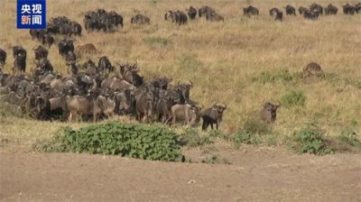 ​总台记者直击丨东非野生动物大迁徙 角马的“迁徙日记”