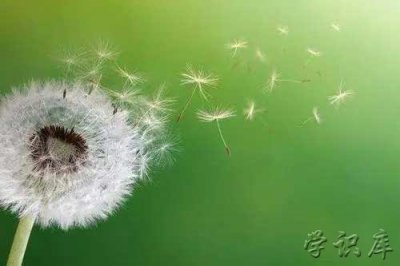 ​植物传播种子的方法有哪些，5个自然传播种子的方式