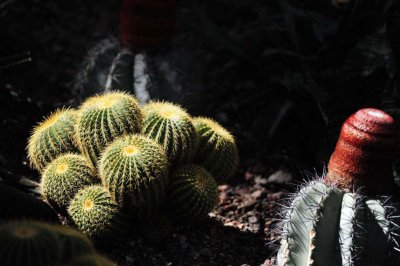 ​你的仙人球养10年不开花，他的却年年开，为啥