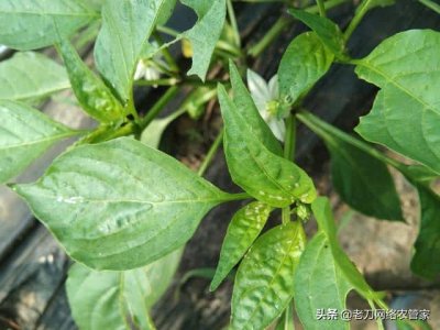 ​辣椒叶子卷曲是怎么回事-（辣椒叶子皱皱的是什么病）