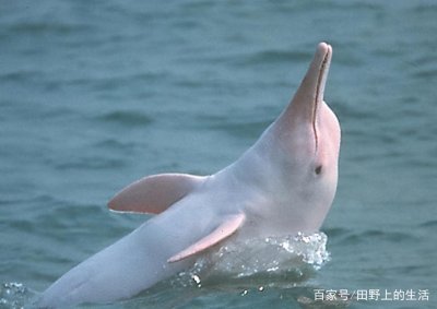 ​中国的10大特有动物，个个都是“国宝”，却面临灭绝