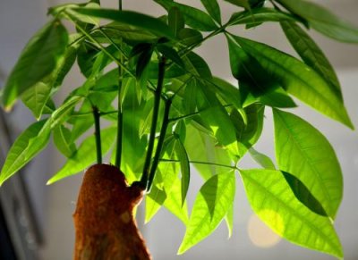 ​发财树怎样修剪才美观 发财树到了剃头的季节，适当的修剪，发财树长的更美丽！