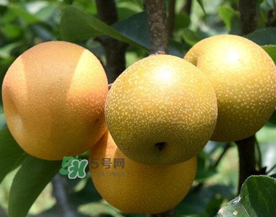 丰水梨和雪梨哪个好?丰水梨和雪梨的区别 丰水梨和雪梨哪个好?丰水梨和雪梨的区别