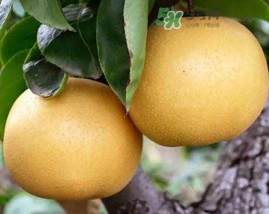 丰水梨和雪梨哪个好?丰水梨和雪梨的区别 丰水梨和雪梨哪个好?丰水梨和雪梨的区别