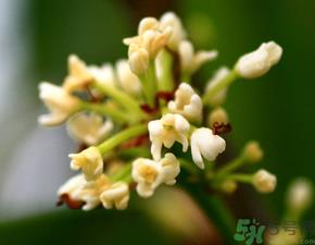 桂花一年开几次花?桂花是几月份开花? 桂花一年开几次花?桂花是几月份开花?