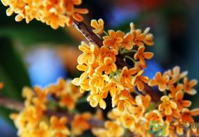 桂花一年开几次花?桂花是几月份开花? 桂花一年开几次花?桂花是几月份开花?