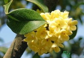 桂花一年开几次花?桂花是几月份开花? 桂花一年开几次花?桂花是几月份开花?