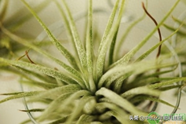 空气凤梨对人体危害(空气凤梨种植注意事项)