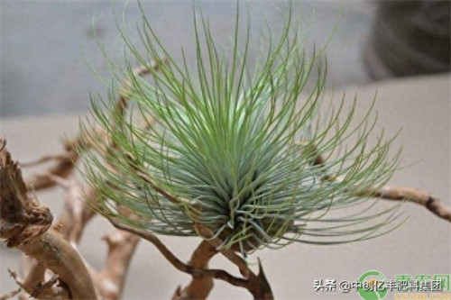 空气凤梨对人体危害(空气凤梨种植注意事项)