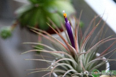 ​空气凤梨对人体危害(空气凤梨种植注意事项)