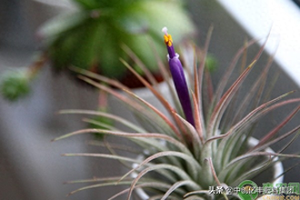 空气凤梨对人体危害(空气凤梨种植注意事项)